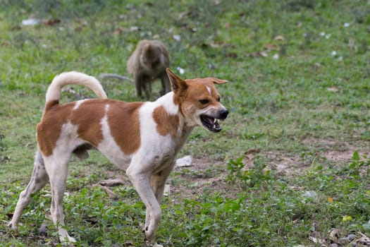 Thai brown dog threatened on angry feel
