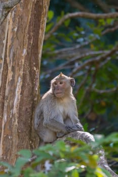 Monkey is a mammal sitting on the tree in Thai forest nature