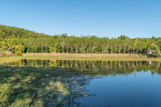 Rubber tree in row at a rubber tree plantation natural latex with pond in Chanthaburi Province.