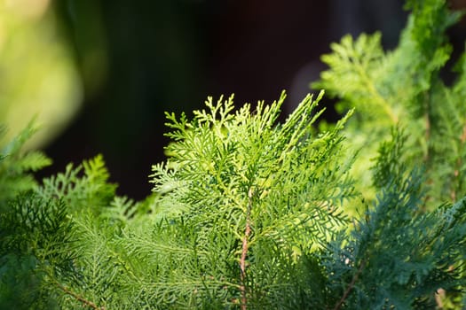Beautiful pine tree leaf green color, Naturally beautiful plant in the forest