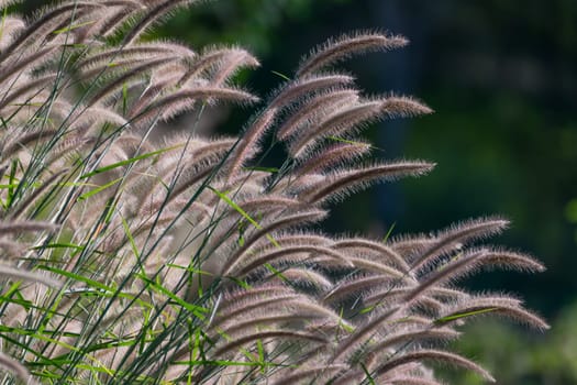 Beautiful grass flower (poaceae) with sunlight, Naturally beautiful flowers in the garden