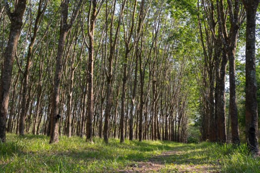 Rubber tree in row at a rubber tree plantation natural latex in Chanthaburi Province.