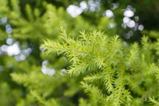 Plant green tree background surface natural color with bokeh