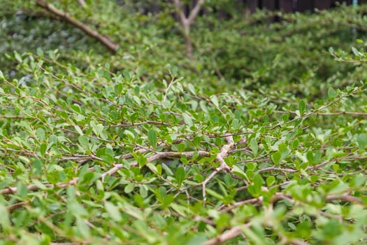 Plant green tree background surface natural color