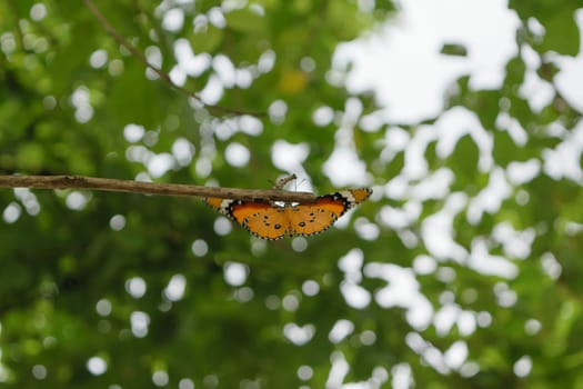 Orange butterfly on the tree with defocused bokeh sun lights in background