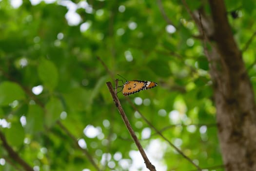 Orange butterfly on the tree with defocused bokeh sun lights in background