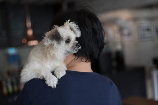 Asian women and dog so cute mixed breed with Shih-Tzu, Pomeranian and Poodle in coffee shop cafe