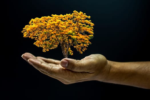 Hand of asia man holding a tree is environment helping giving or beg concept on black background dark style