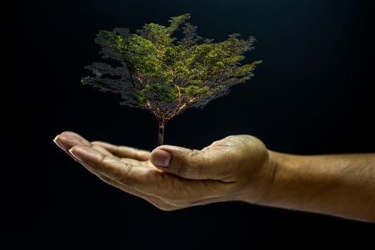Hand of asia man holding a tree is environment helping giving or beg concept on black background dark style