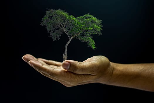 Hand of asia man holding a tree is environment helping giving or beg concept on black background dark style