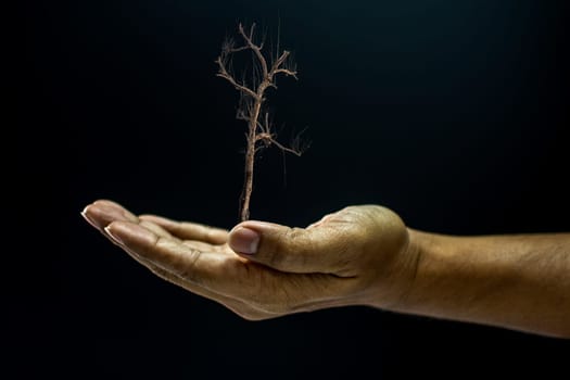 Hand of asia man holding a dead tree is environment helping giving or beg concept on black background dark style