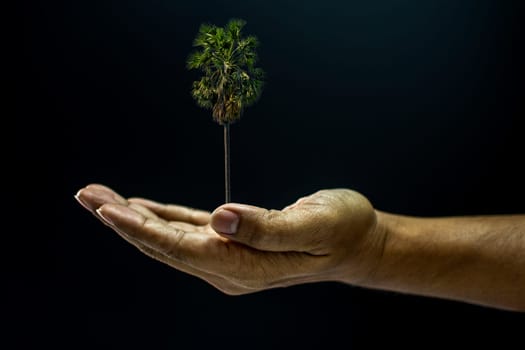 Hand of asia man holding Borassus flabellifer palm tree is environment helping giving or beg concept on black background dark style