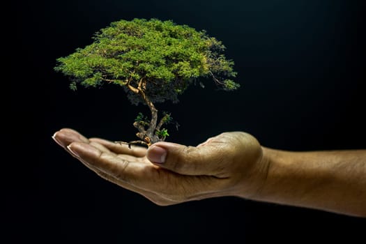 Hand of asia man holding a tree is environment helping giving or beg concept on black background dark style
