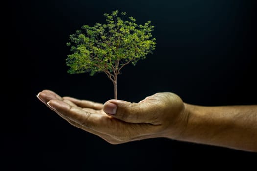 Hand of asia man holding a tree is environment helping giving or beg concept on black background dark style