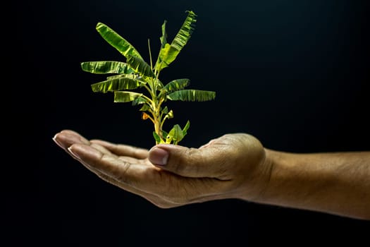 Hand of asia man holding Banana tree is environment helping giving or beg concept on black background dark style