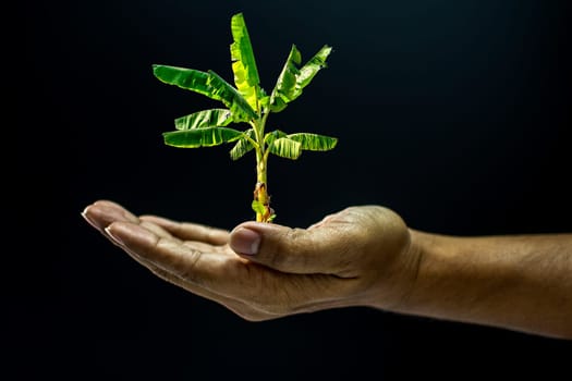 Hand of asia man holding Banana tree is environment helping giving or beg concept on black background dark style