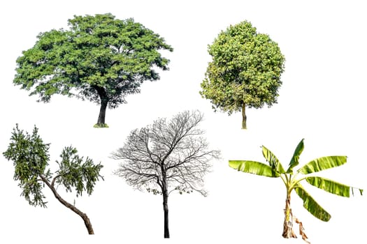 Collection of tree (Banana tree, Other tree and Dead tree) green color isolated on white background