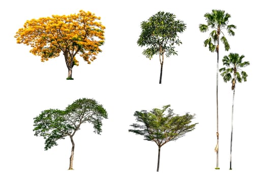 Collection of tree (Peacock flower, Betel palm and Other tree) green color isolated on white background