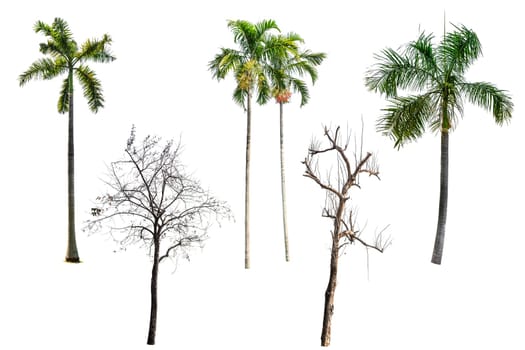 Collection of tree (Betel palm and Dead tree) green color isolated on white background