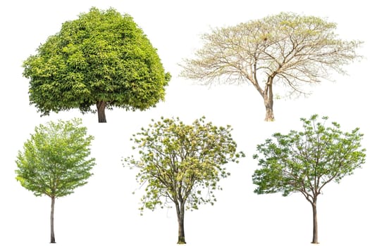 Collection of tree green color isolated on white background