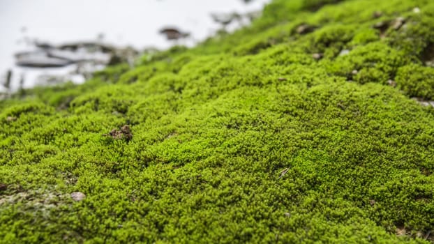 Mosses are small flowerless plants that typically grow in dense green clumps or mats, often in damp or shady locations in nature