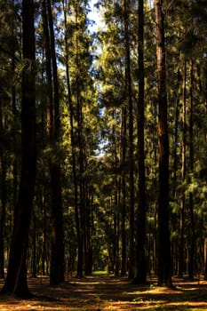 View form inside of old pine forest.