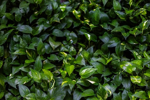 Background of Epipremnum Aureum tree in the garden in the morning.