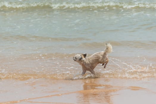 Dog so cute beige color mixed breed with Shih-Tzu, Pomeranian and Poodle running on beach with happy fun when travel at sea with beach