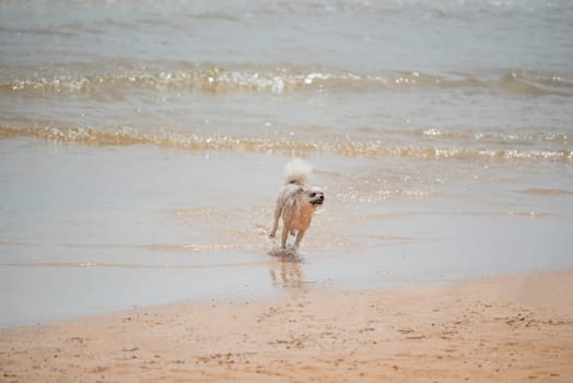 Dog so cute beige color mixed breed with Shih-Tzu; Pomeranian and Poodle running on beach with happy fun when travel at sea with beach