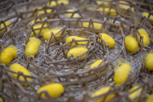 Silkworm is worm to creates a silk cocoon of yellow fibers use for weave of making Thai silk from cocoon use by homemade in Laos and Thailand