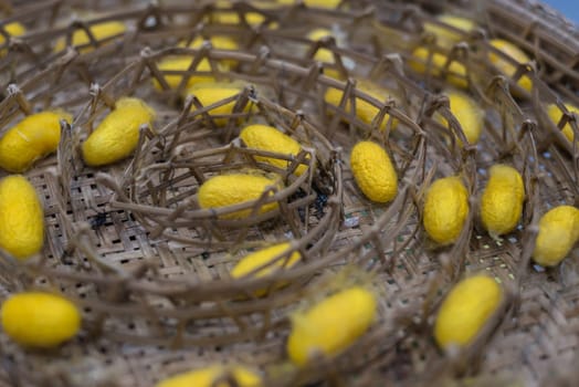 Silkworm is worm to creates a silk cocoon of yellow fibers use for weave of making Thai silk from cocoon use by homemade in Laos and Thailand