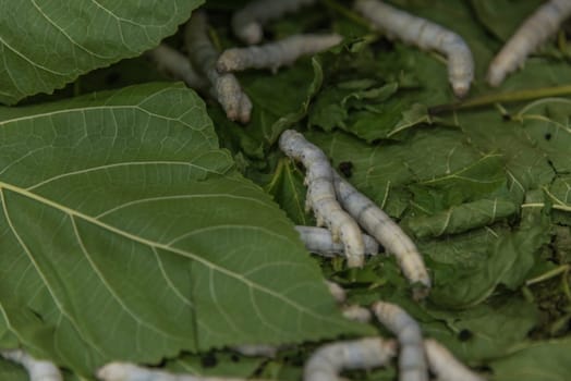 Silkworm is worm to creates a silk cocoon of yellow fibers use for weave of making Thai silk from cocoon use by homemade in Laos and Thailand