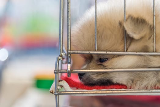 Puppy pomeranian breed so cute sleeping alone in cage dog with sadness and lonely in eye