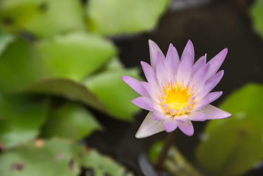 Lotus flower (Lotus; Water-lily, Tropical water-lily or Nymphaea nouchali) white and purple color, Naturally beautiful flowers in the garden
