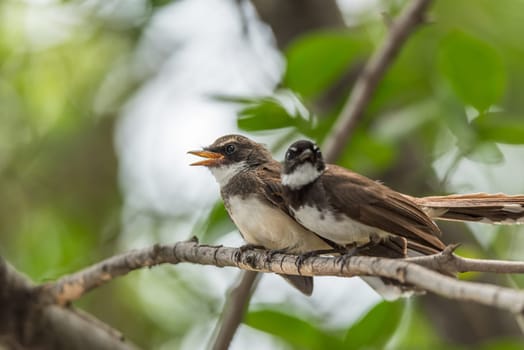 Two birds (Pied Fantail Flycatcher, Rhipidura javanica) black color in a nature wild are couple, friends or brethren