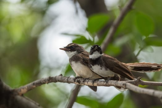 Two birds (Pied Fantail Flycatcher, Rhipidura javanica) black color in a nature wild are couple, friends or brethren