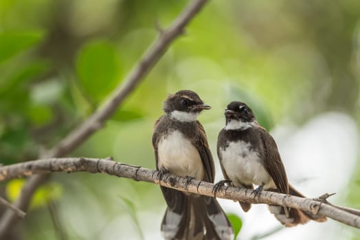 Two birds (Pied Fantail Flycatcher, Rhipidura javanica) black color in a nature wild are couple, friends or brethren