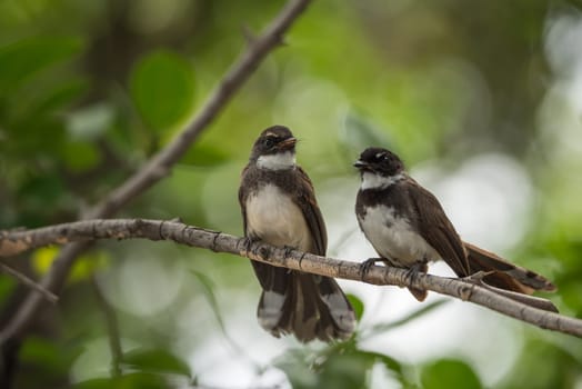 Two birds (Pied Fantail Flycatcher, Rhipidura javanica) black color in a nature wild are couple, friends or brethren