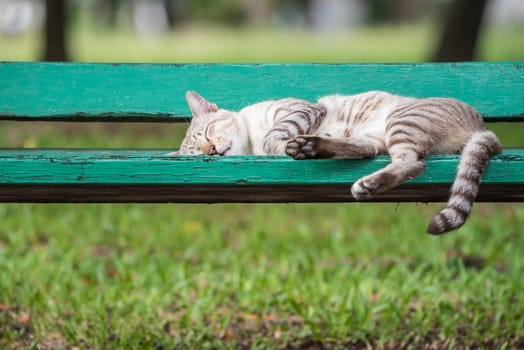 Cat is a animal type mammal and pet so cute gray color sleeping for relax on a outdoor green wooden chair at park with green nature