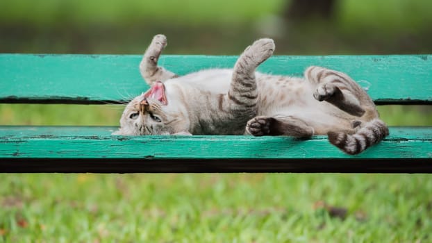 Cat is a animal type mammal and pet so cute gray color sleeping for relax on a outdoor green wooden chair at park with green nature