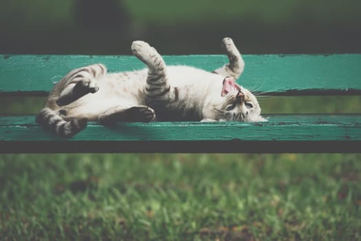 Cat is a animal type mammal and pet so cute gray color sleeping for relax on a outdoor green wooden chair at park with green nature