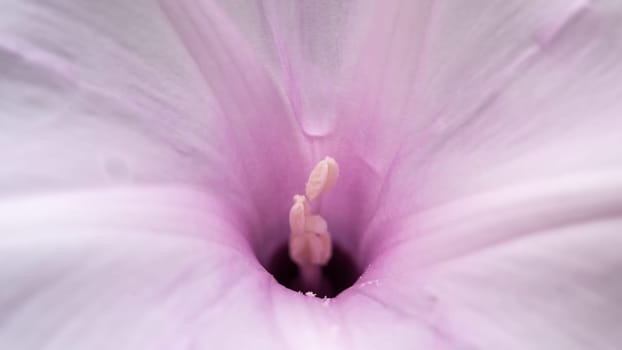 Macro of stamen or pollen for flower (Morning Glory Tree, Bush Morning Glory Flower) pink color, Naturally beautiful flowers in the garden