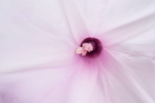 Macro of stamen or pollen for flower (Morning Glory Tree, Bush Morning Glory Flower) pink color, Naturally beautiful flowers in the garden