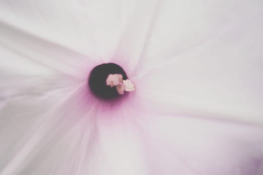 Macro of stamen or pollen for flower (Morning Glory Tree, Bush Morning Glory Flower) pink color, Naturally beautiful flowers in the garden