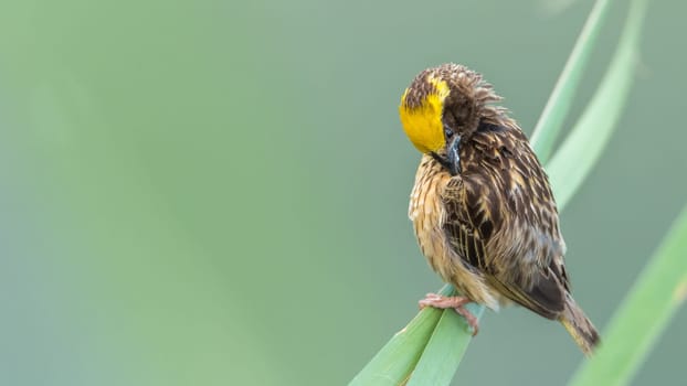 Bird (Streaked weaver, Ploceus manyar) males brown, white and yellow color perched on a tree in a nature wild