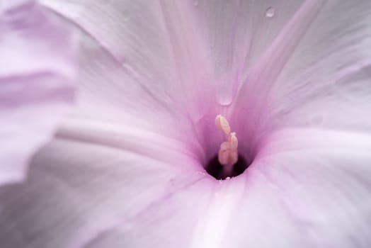 Macro of stamen or pollen for flower (Morning Glory Tree, Bush Morning Glory Flower) pink color, Naturally beautiful flowers in the garden