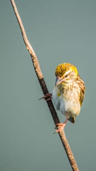 Bird (Streaked weaver, Ploceus manyar) female brown, white and grey color perched on a tree in a nature wild