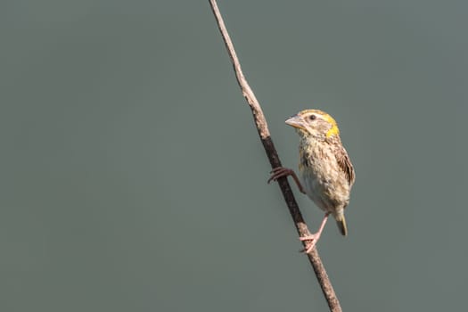 Bird (Streaked weaver, Ploceus manyar) males brown, white and yellow color perched on a tree in a nature wild