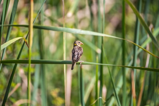 Bird (Streaked weaver, Ploceus manyar) female brown, white and grey color perched on a tree in a nature wild