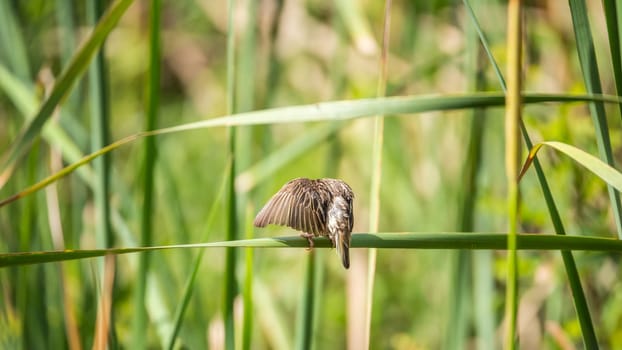 Bird (Streaked weaver, Ploceus manyar) female brown, white and grey color perched on a tree in a nature wild